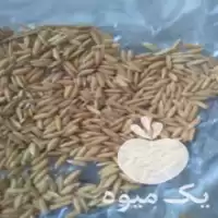 فروش بذر برنج بینام در بابلسر در گروه خرید و فروش انواع بذر در یکمیوه