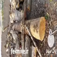 فروش خریدار چوب چوب بر چنار در کرج در گروه خرید و فروش انواع چوب در یکمیوه