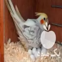 قیمت خرید تخم نطفه دار در تهران در گروه انواع تخم ها در یکمیوه