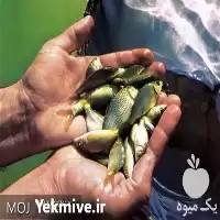 قیمت خرید بچه ماهی کپور در ارومیه در گروه خرید و فروش بچه ماهی در یکمیوه