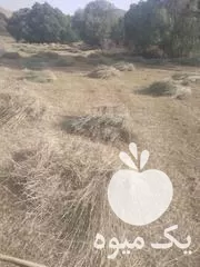 خریدار علوفه هستم هر کی داشت در تکاب در گروه خوراک دام و طیور در یکمیوه -عکس1