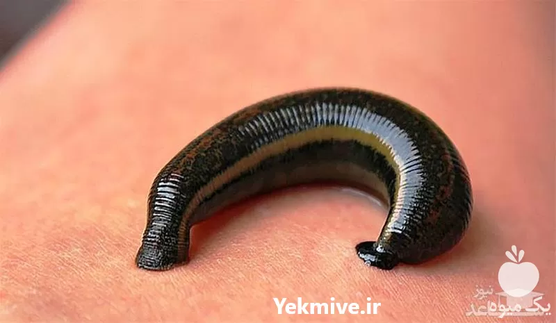 دوره آموزش پرورش زالوی طبی در اصفهان در گروه دوره آموزش کشاورزی در یکمیوه -عکس1