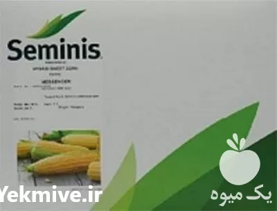 فروش ویژه بذر ذرت مسنجر  کیفیت در اهواز در گروه خرید و فروش بذر ذرت در یکمیوه -عکس1