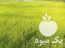 قیمت خرید بذر شلتوک چلتوک در فیروزآباد در گروه خرید و فروش نشا در یکمیوه -عکس1