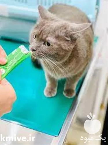 ویزیت حیوانات خانگی در منزل در گروه خدمات دام و طیور در یکمیوه -عکس1