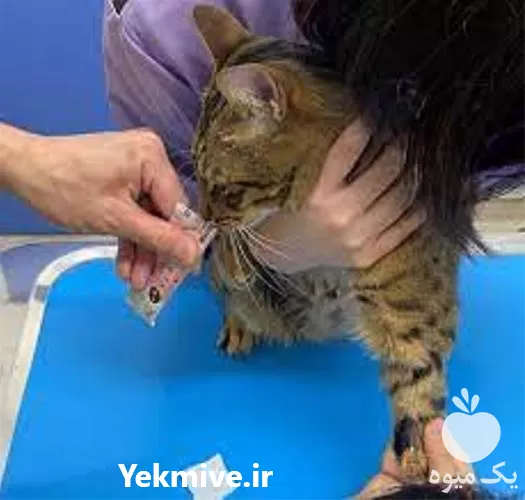 واکسیناسیو ن حیوانات خانگی در دامپزشکی سیار در گروه خدمات دام و طیور در یکمیوه -عکس1