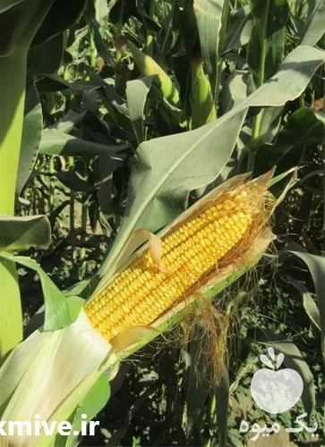 قیمت خرید عرضه بذر ذرت شیرین در هرمز در گروه خرید و فروش بذر ذرت در یکمیوه -عکس1
