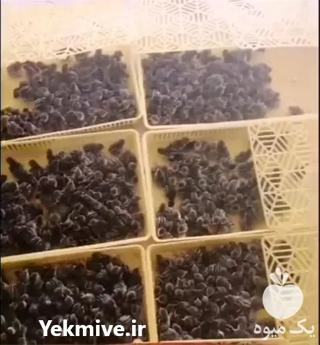 قیمت خرید قیمت بلدرچین ژاپنی در گروه مرغ و خروس و بوقلمون و اردک قو قاز در یکمیوه -عکس1