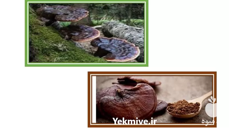 قیمت خرید قارچ گانودرما درجه یک در کرمان  در گروه خرید و فروش قارچ در یکمیوه -عکس1