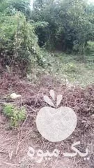 علف تراشی تمامی خدمات فضای سبز در گروه سازنده در یکمیوه -عکس1