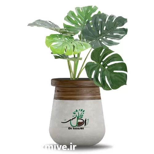 قیمت خرید عمده گیاه برگ انجیری در تبریز در گروه خرید و فروش گیاهان زینتی در یکمیوه -عکس1