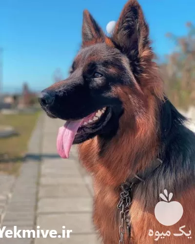قیمت خرید ژرمن شپرد در کرج در گروه سگ و گربه در یکمیوه -عکس1