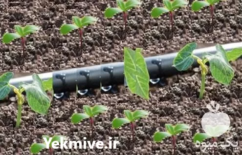 فروش نوار تیپ با بهترین قیمت در تهران در گروه خرید و فروش نوار تیپ در یکمیوه -عکس1