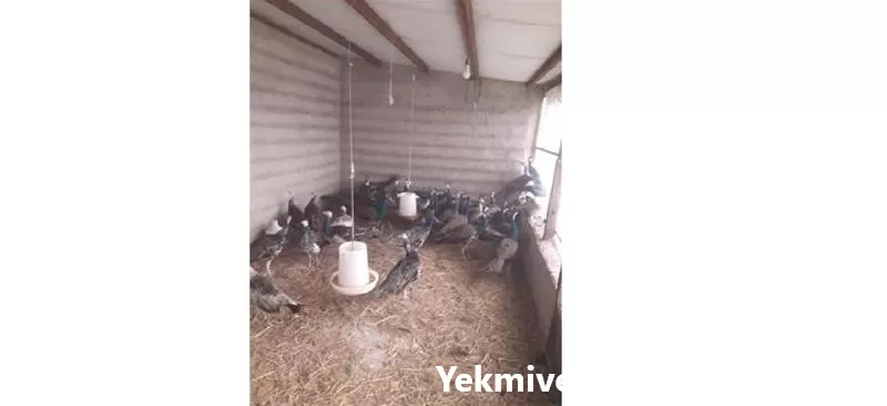 قیمت خرید قرقاول سیلور در کرمان  در گروه خرید و فروش انواع پرنده در یکمیوه -عکس1