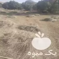 خریدار علوفه هستم هر کی داشت در تکاب در گروه خوراک دام و طیور در یکمیوه