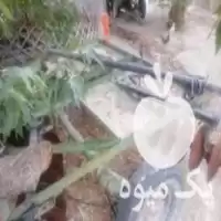 قیمت خرید دیسک رومانی در بافت در گروه خرید و فروش دیسک کشاورزی در یکمیوه