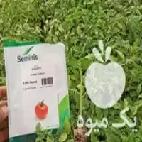 فروش نشا گوجه فرنگی ارقام زودرس در آبیک در گروه خرید و فروش نشا در یکمیوه