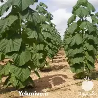 قیمت خرید بذر پائولونیا فورتونی در رشت در گروه خرید و فروش انواع بذر در یکمیوه