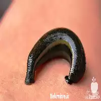 دوره آموزش پرورش زالوی طبی در اصفهان در گروه دوره آموزش کشاورزی در یکمیوه