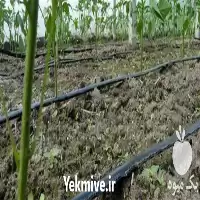 فروش ویژه نوار تیپ آبیاری در تهران در گروه خرید و فروش نوار تیپ در یکمیوه