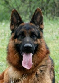 فروش سگ بالغ ژرمن _قیمت سگ_ در گروه سگ و گربه در یکمیوه