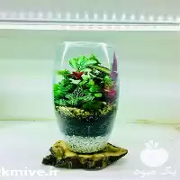 قیمت خرید عمده خورده تراریوم شیشه در شیراز در گروه خرید و فروش گیاهان زینتی در یکمیوه