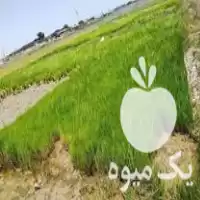 فروش بذر ندا در گنبد کاووس در گروه خرید و فروش انواع بذر در یکمیوه