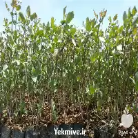 فروش نهال پسته در گروه خرید و فروش نهال پسته در یکمیوه