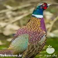 فروش قرقاول آمریکایی نژاد اصیل گوشتی در اهواز در گروه خرید و فروش انواع پرنده در یکمیوه