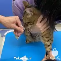 واکسیناسیو ن حیوانات خانگی در دامپزشکی سیار در گروه خدمات دام و طیور در یکمیوه