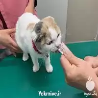 کلینیک سیار حیوانات در تهران در گروه خدمات دام و طیور در یکمیوه