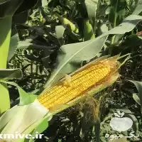 فروش بذر ذرت درایور کلوز در گروه خرید و فروش بذر ذرت در یکمیوه