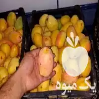 فروش انبه پاکستانی تازه در گروه خرید و فروش انبه در یکمیوه