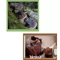 قیمت خرید قارچ گانودرما درجه یک در کرمان  در گروه خرید و فروش قارچ در یکمیوه