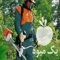 علف تراشی کلیه باغات در گروه خدمات باغبانی در یکمیوه