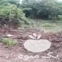 علف تراشی تمامی خدمات فضای سبز در گروه سازنده در یکمیوه