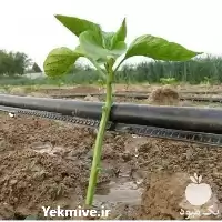 فروش نوار تیپ نوارتیپ در گروه خرید و فروش نوار تیپ در یکمیوه