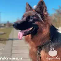 قیمت خرید ژرمن شپرد در کرج در گروه سگ و گربه در یکمیوه