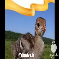 آگهی مشابه قیمت خرید جوجه بوقلمون 1 روزه در تهران در گروه مرغ و خروس و بوقلمون و اردک قو قاز در یکمیوه