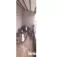 قیمت خرید قرقاول سیلور در کرمان  در گروه خرید و فروش انواع پرنده در یکمیوه