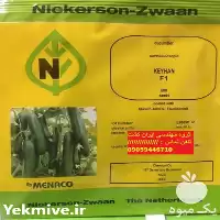 قیمت خرید بذر خیار کیهان گلخانه در مشهد در گروه خرید و فروش بذر خیار در یکمیوه