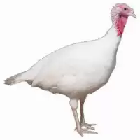 قیمت خرید جوجه بوقلمون بیوتی در ارومیه در گروه مرغ و خروس و بوقلمون و اردک قو قاز در یکمیوه