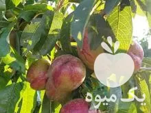 فروش یکجا یه میوه باغ شلیل در اردبیل در گروه خرید و فروش شلیل در یکمیوه -عکس1