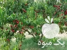 باغ شلیل صادراتی در اردبیل در گروه خرید و فروش شلیل در یکمیوه -عکس1