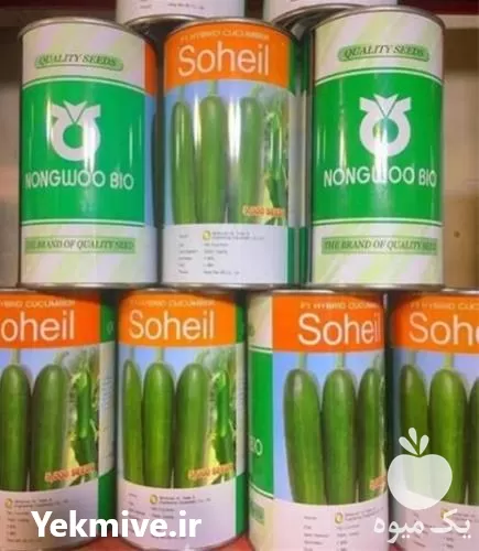 فروش بذر خیار سهیل در مشهد در گروه خرید و فروش بذر خیار در یکمیوه -عکس1