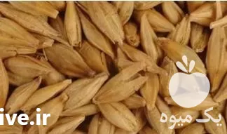 قیمت خرید جو آبی تمیز در تهران در گروه خرید و فروش گندم و جو در یکمیوه -عکس1