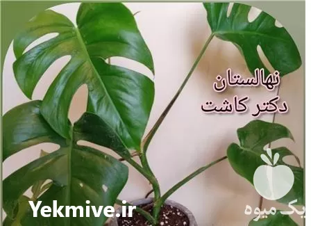فروش عمده گیاه برگ انجیری در گروه خرید و فروش گیاهان زینتی در یکمیوه -عکس1