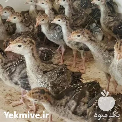 فروش جوجه بوقلمون برنز اصلاح نژاد در ارومیه در گروه مرغ و خروس و بوقلمون و اردک قو قاز در یکمیوه -عکس1