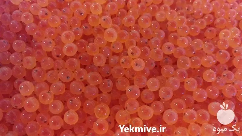 فروش مازاد تخم چشم زده ماهی در گروه خرید و فروش انواع ماهی در یکمیوه -عکس1