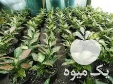 قیمت خرید حراج گیاهان آپارتمانی در سده در گروه خرید و فروش گیاهان زینتی در یکمیوه -عکس1